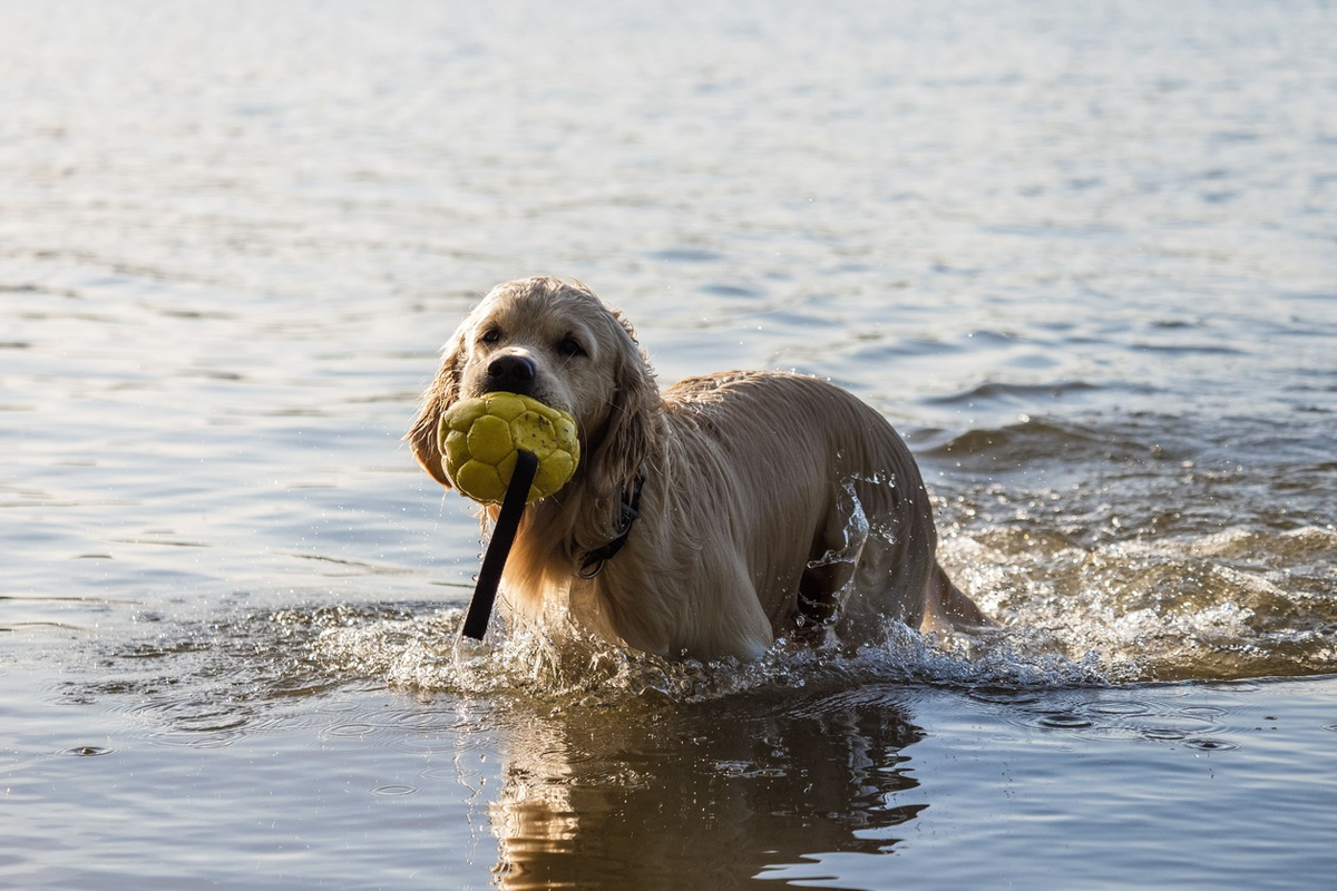 Фото: Александр Плонский / «ВиЖ»