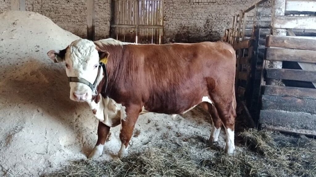    Фото: Пресс-служба Минагро Прикамья Ульяна Бажанова