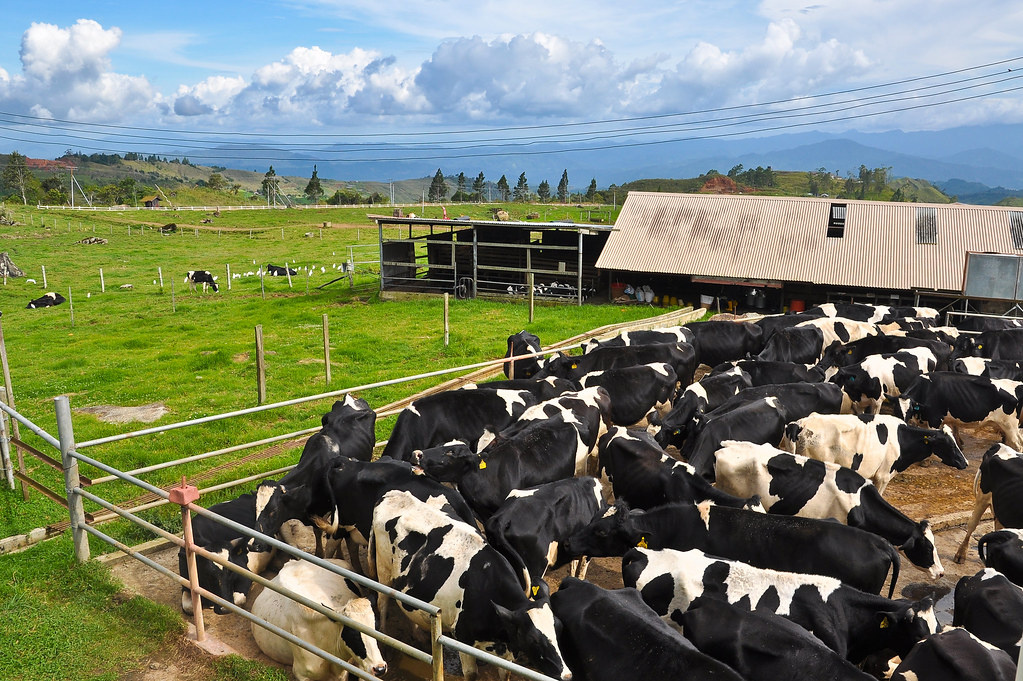 Коровки на ферме