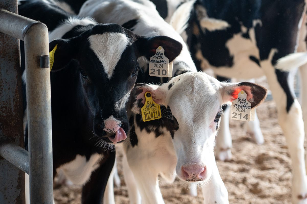 Фото: Александр Плонский / «ВиЖ»