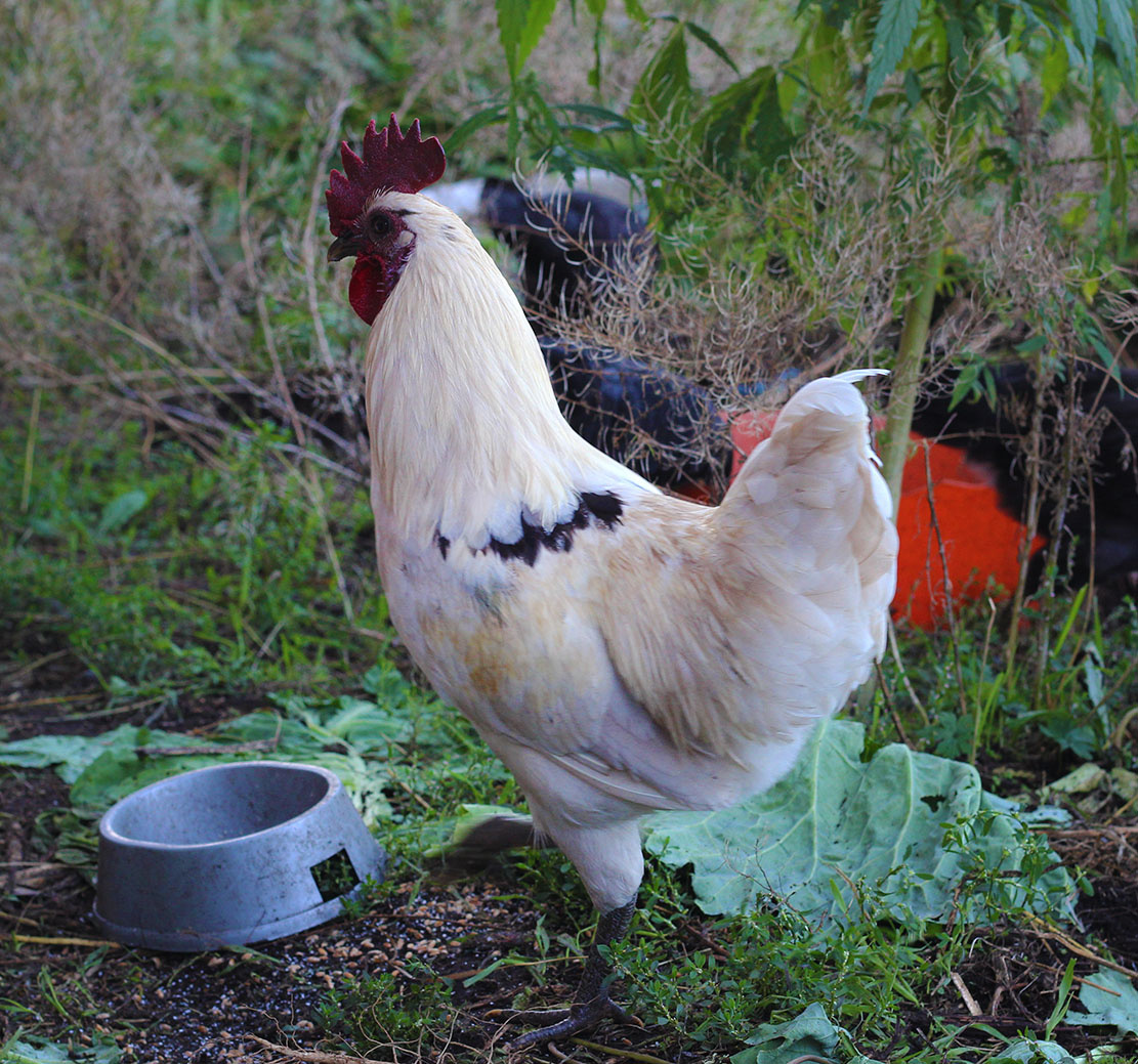 петух стопроцентно