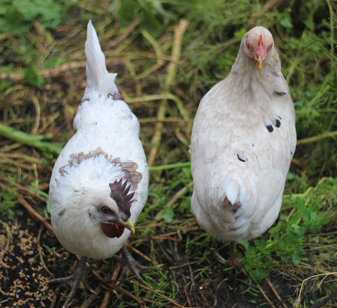 справа точно девочка. слева под вопросом
