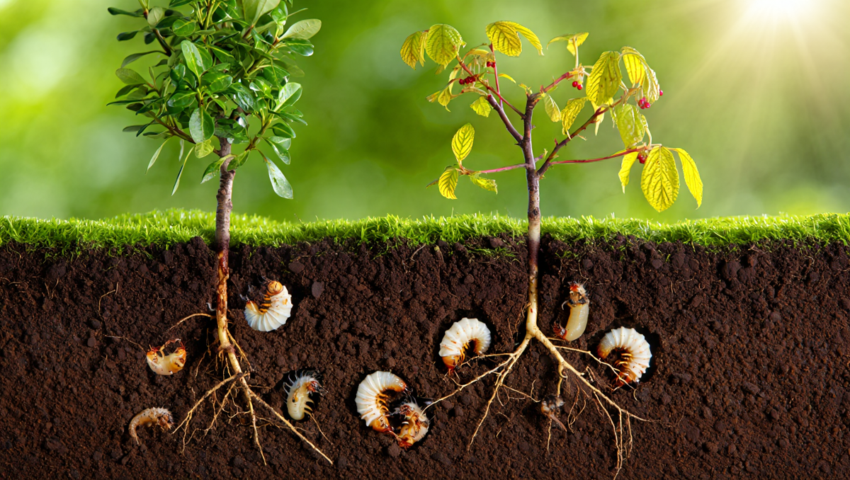 Если ваш саженец беспричинно чахнет и желтеет (как растение справа), причина часто скрывается под землей. Именно так выглядит результат деятельности хруща.