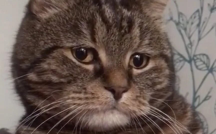😿 Запоры у кошки: что творится с мурлыкой и как помочь?