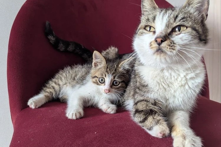    Фото: КП-Новосибирск