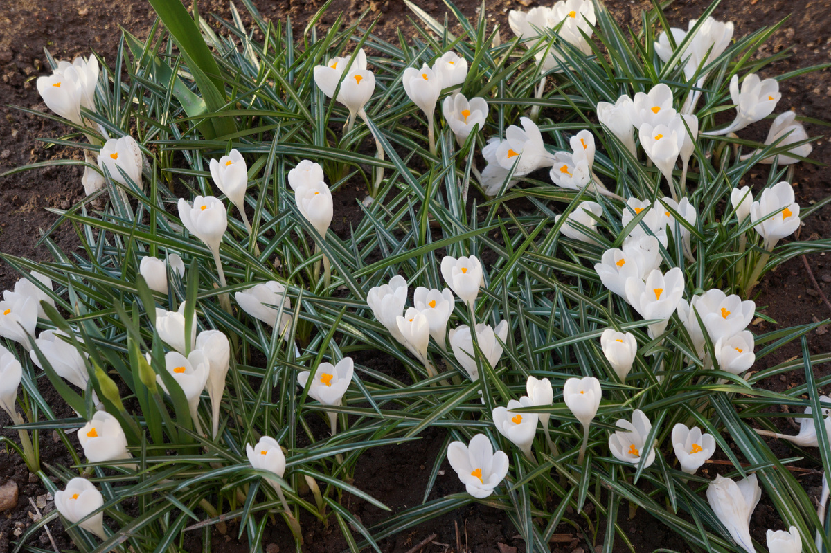 Цветение белых крокусов в 2025 году. Автор фото Корягина Светлана (Корга Арт)