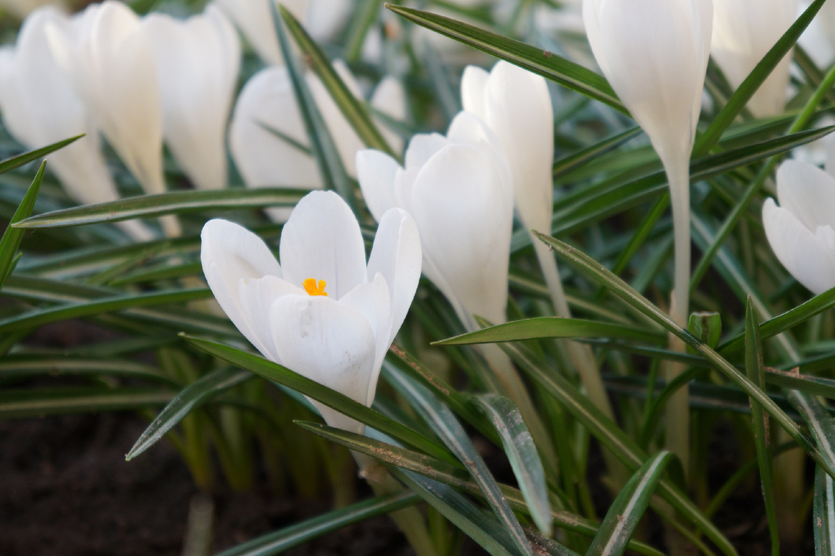 Цветение белых крокусов в 2025 году. Автор фото Корягина Светлана (Корга Арт)