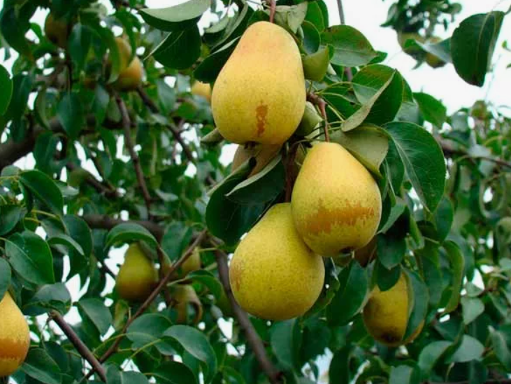 Лада даже засуху переносит спокойно.