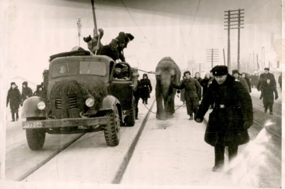    Опубликованы уникальные фото слонов, живших в Пермском зоопарке