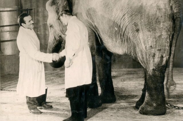    Слониху сопровождал известный дрессировщик. Фото: Пермский краеведческий музей