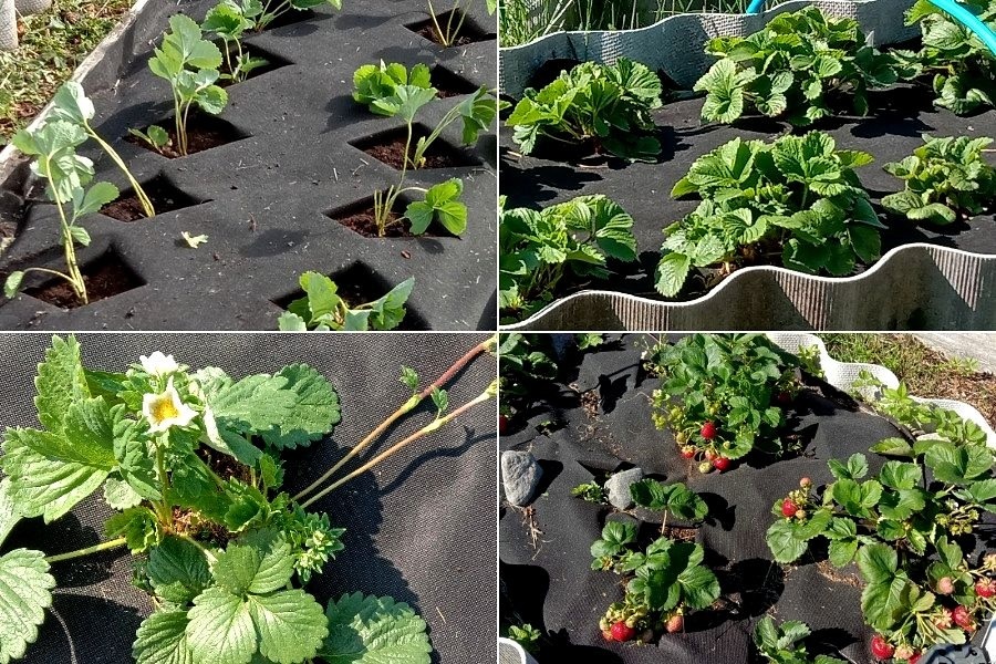 Посадка клубники в августе под спанбонд с использованием рекомендаций статьи даёт отличные результаты.