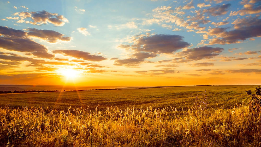     Фото: Evgrafova Svetlana/Shutterstock/FOTODOM