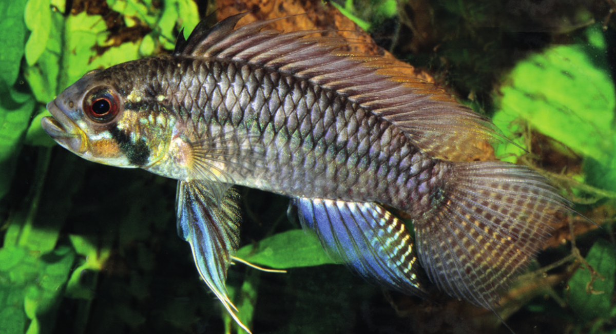 Apistogramma sororcula