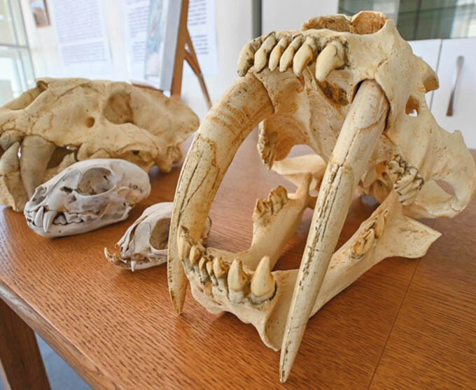 Фото: Гала Амарандо/Так выглядит череп саблезубого кота смилодона. Хищники жили от 2 миллионов до 10 тысяч лет назад, отличались мощным телосложением и двумя огромными 30-сантиметровыми клыками в форме сабель. По размеру животное было сопоставимо с современным тигром или львом.