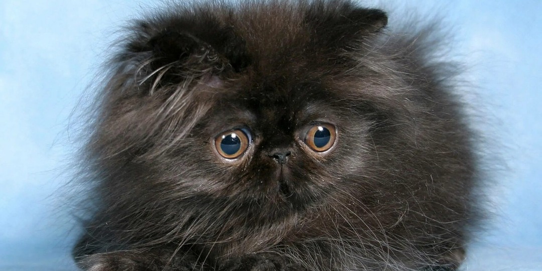 🐱 Почему не стоит покупать породистого котёнка с рук?