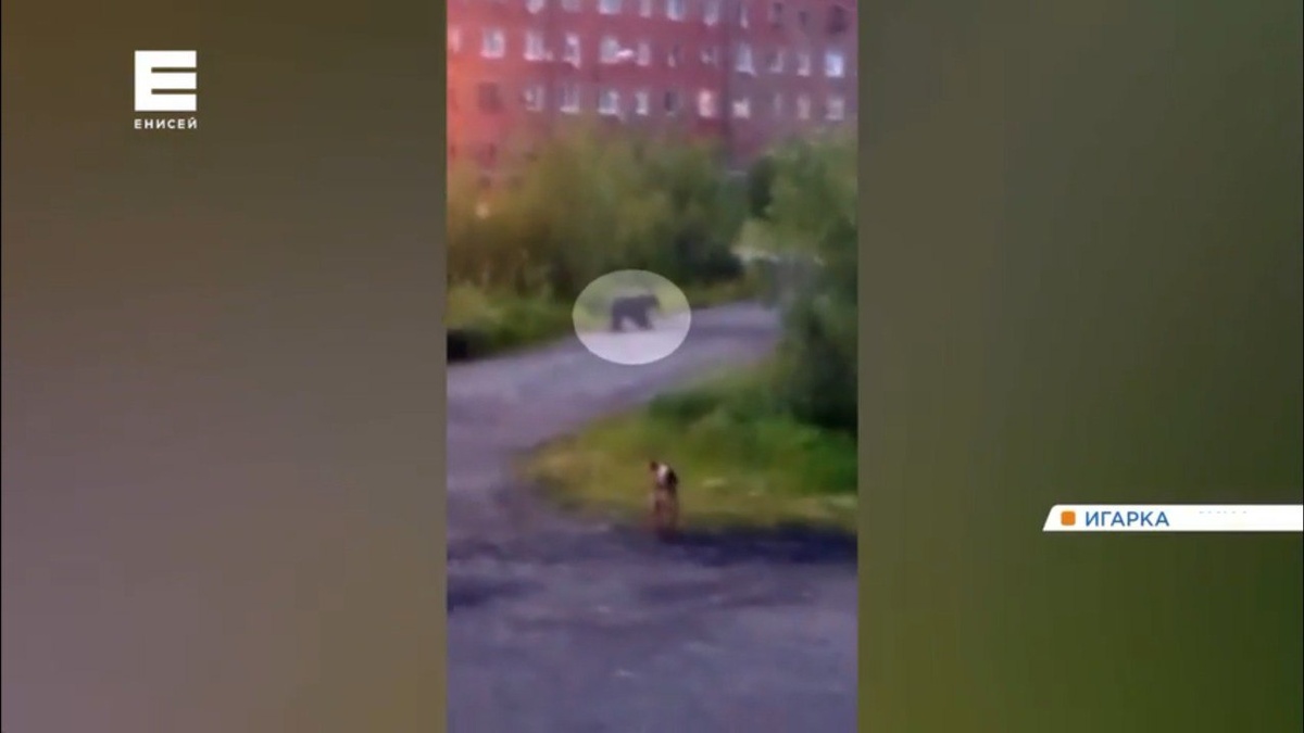     Жители Игарки все чаще сталкиваются с медведями