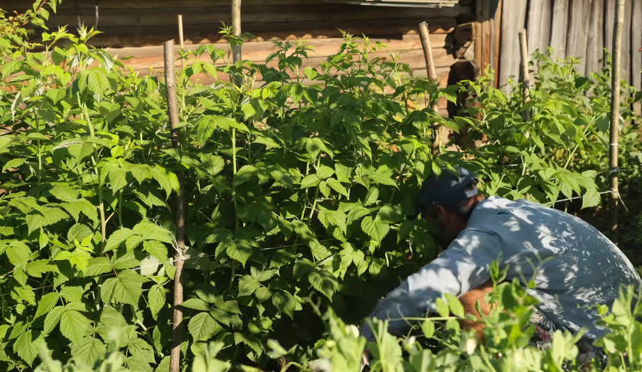 Провожу обрезку малины сразу после сбора урожая, иначе кусты дичают за зиму. Соседский агроном показал технику, увеличивающую ягоды в 4 раза