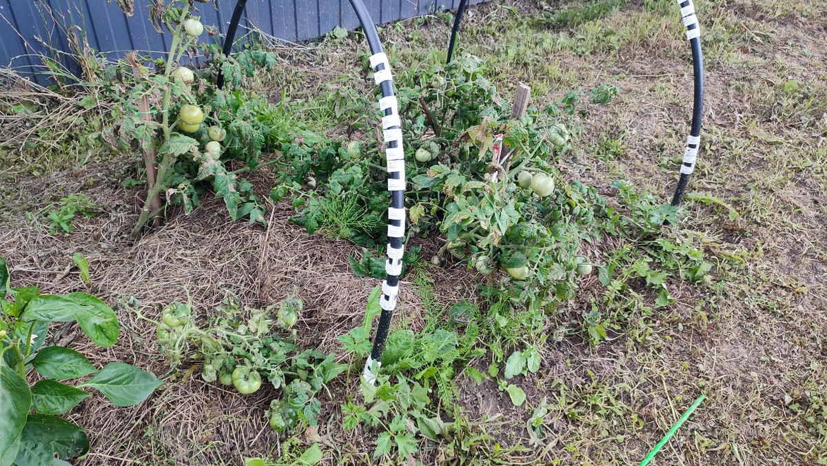 Неудачный опыт с помидорами