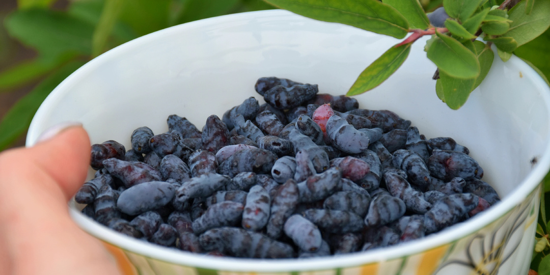 Жимолость: вносим финальную подкормку, чтобы ягоды были крупными и их было много. Пошаговая инструкция