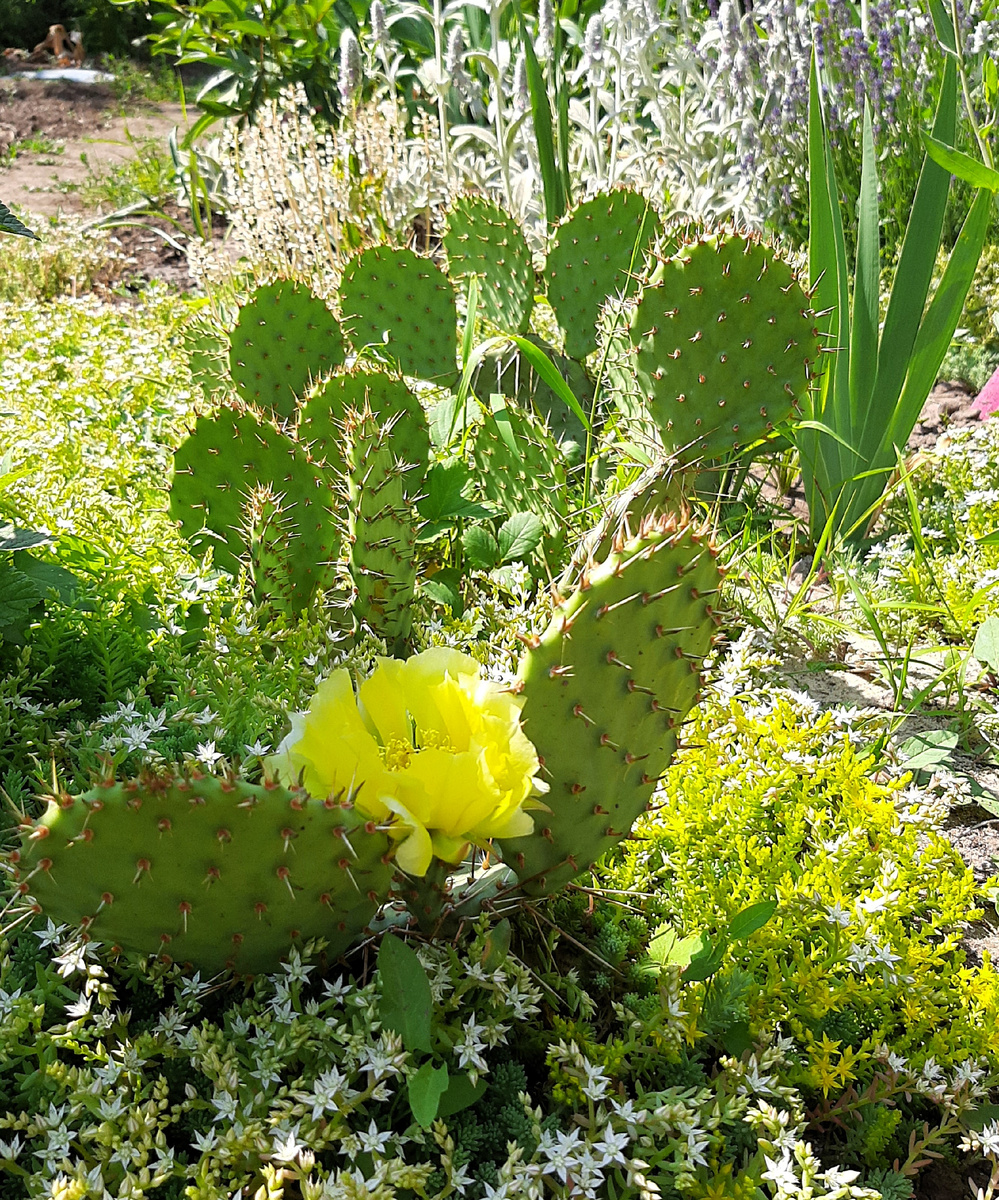 Первый цветок 6 июня 2025