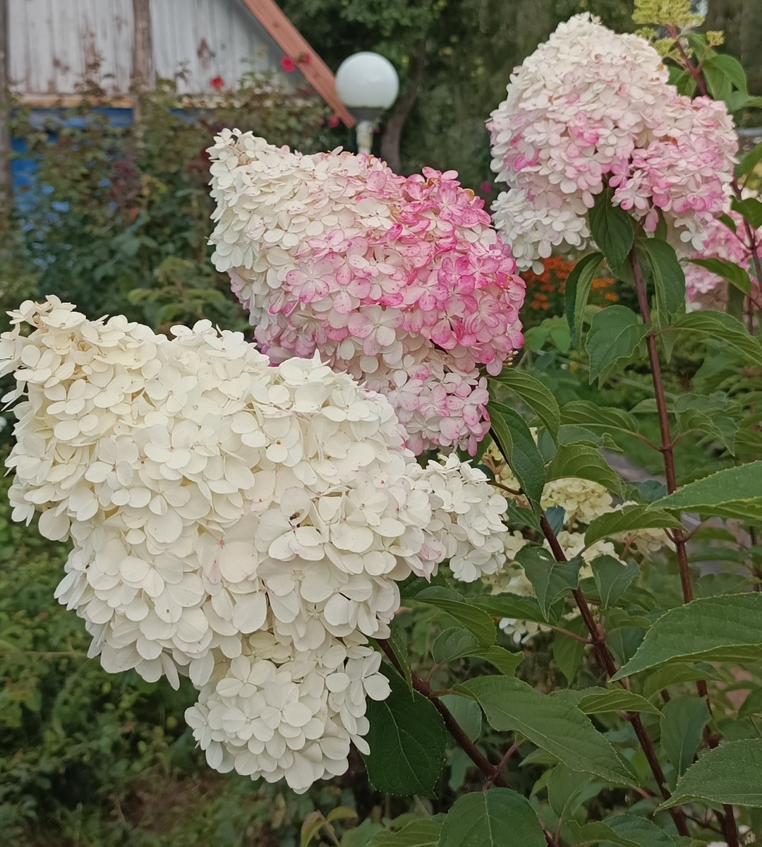 Моя гортензия метельчатая
