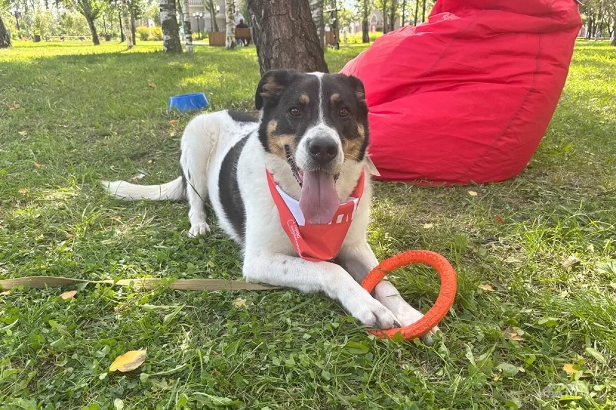    Посетители смогли пообщаться с хвостиками и забрать их домой.