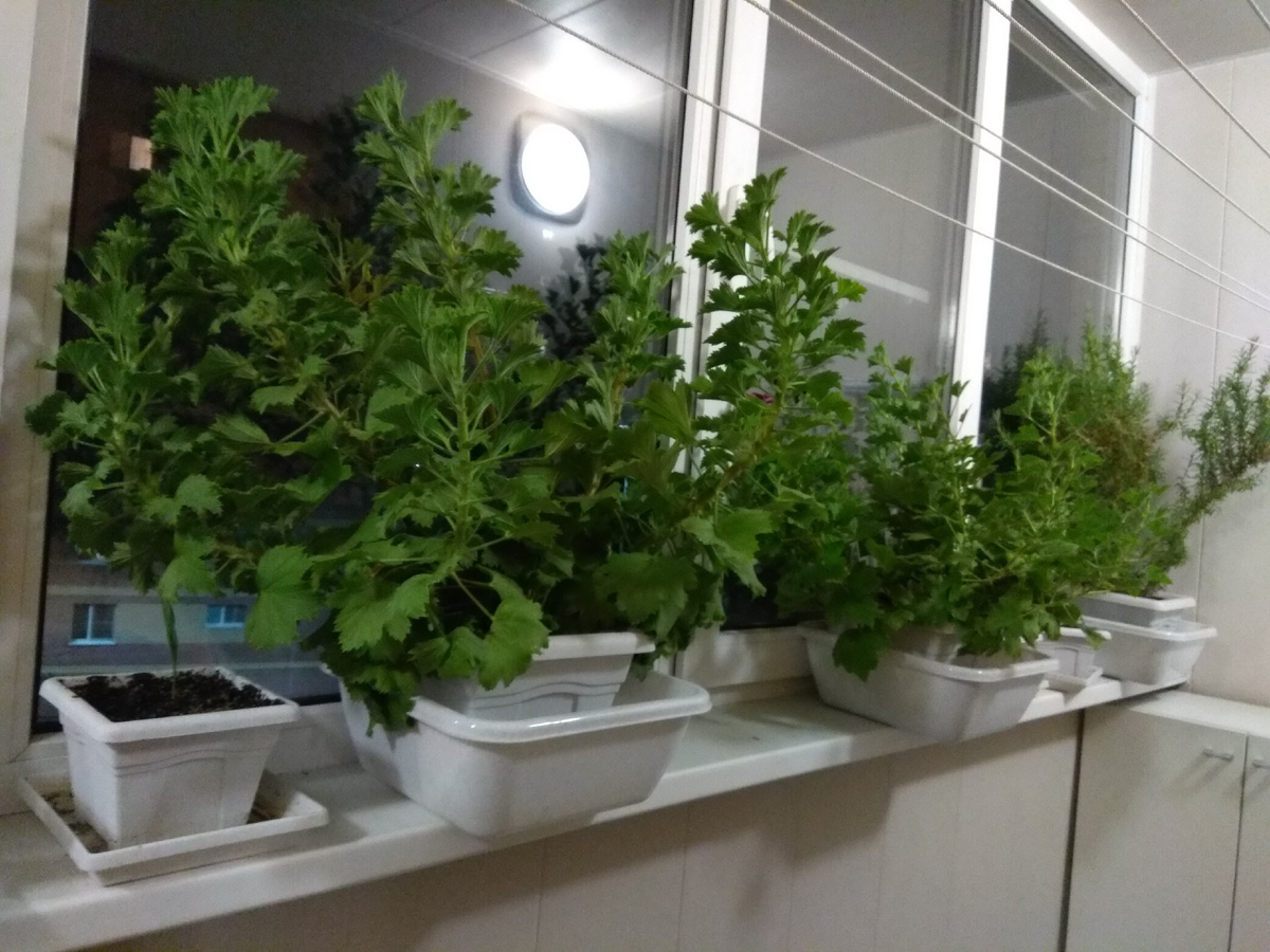 Герань и вдали розмарин.