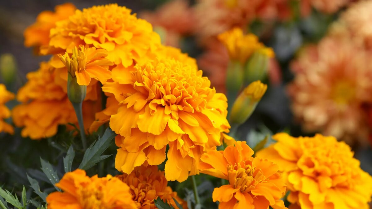 © Getty Images / schnuddel
