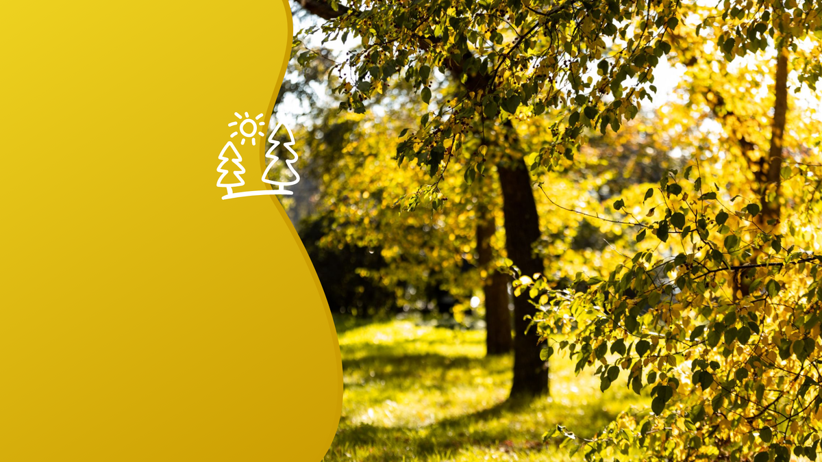 Природные сообщества могут поглотить лишь 8,5–12 % антропогенной нагрузки региона. Коллаж: медиацентр УрФУ.