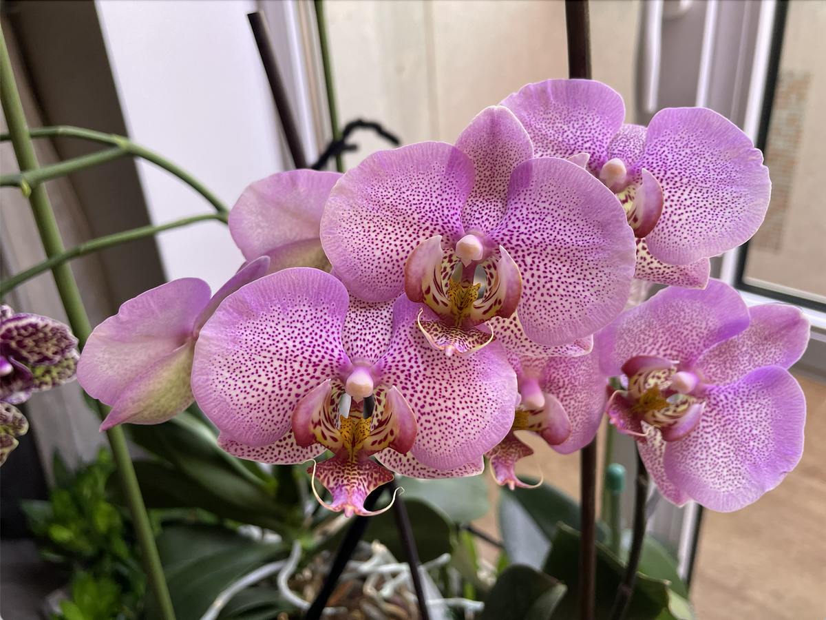Орхидея фаленопсис Розовый Дракон / Phalaenopsis Pink Dragon. Орхидеи С Еленой Кузнецовой