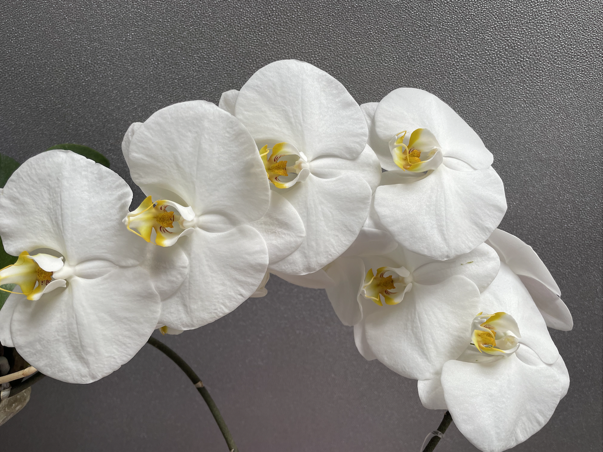 Орхидея фаленопсис СОГО ЮКИДИАН / Phalaenopsis Sogo Yukidian. Орхидеи С Еленой Кузнецовой