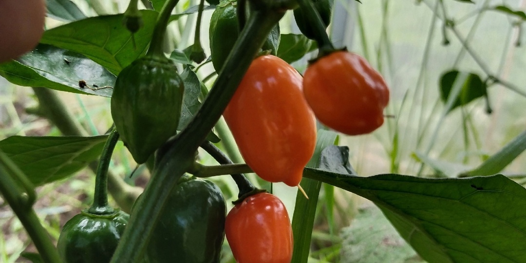 Не желаете чего-нибудь остренького?