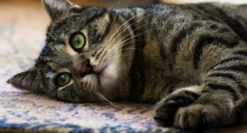 😿 Как понять, что у вашего питомца что-то болит?