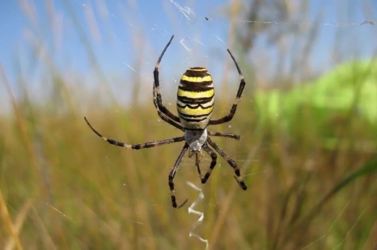    Числов пауков-ос может увеличиться в Нижегородской области