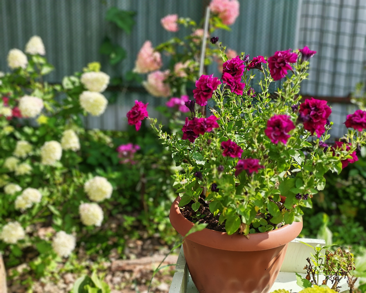 Петуния серии Дуо цвет Бурунди после июльской стрижки.