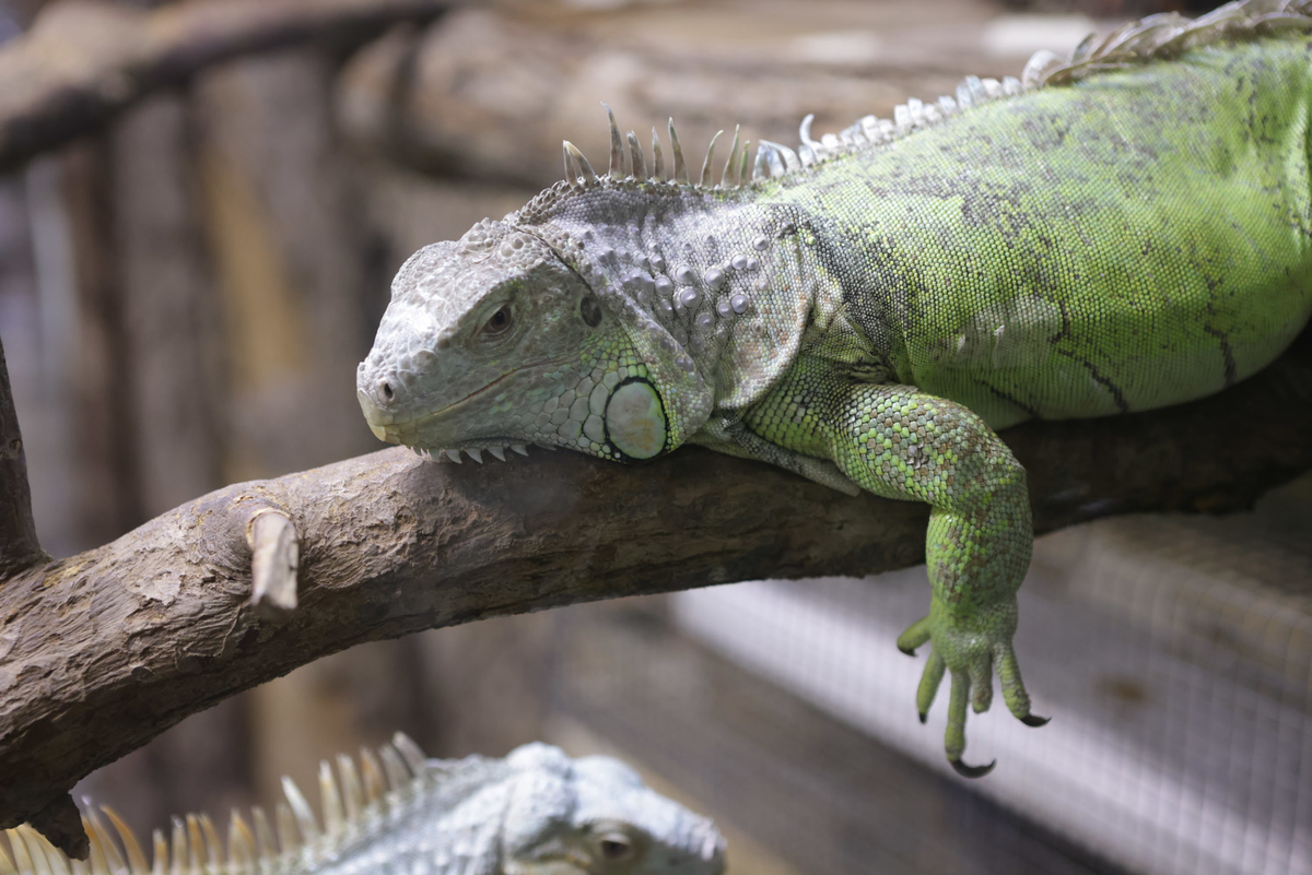 Фото: Роман Пименов / «Петербургский дневник»