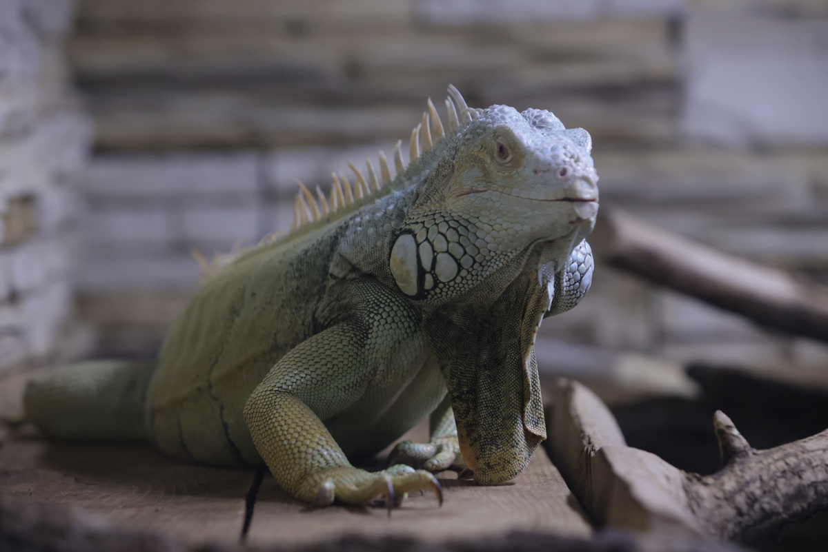 Фото: Роман Пименов / «Петербургский дневник»