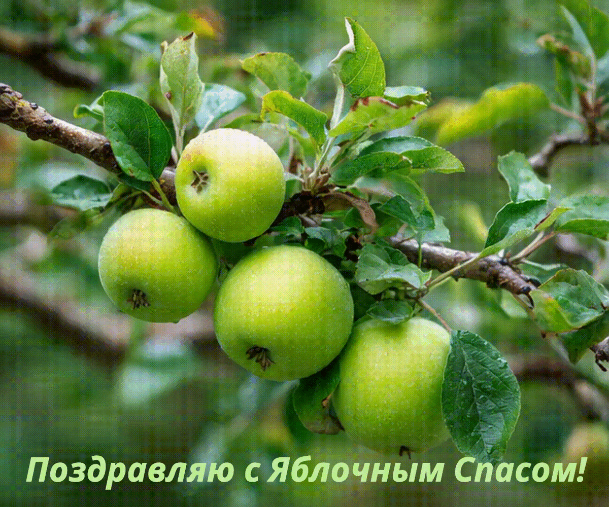 Сгенерировано «Известиями»
Гифка с яблоками и зелеными листьями — поздравление с Яблочным Спасом