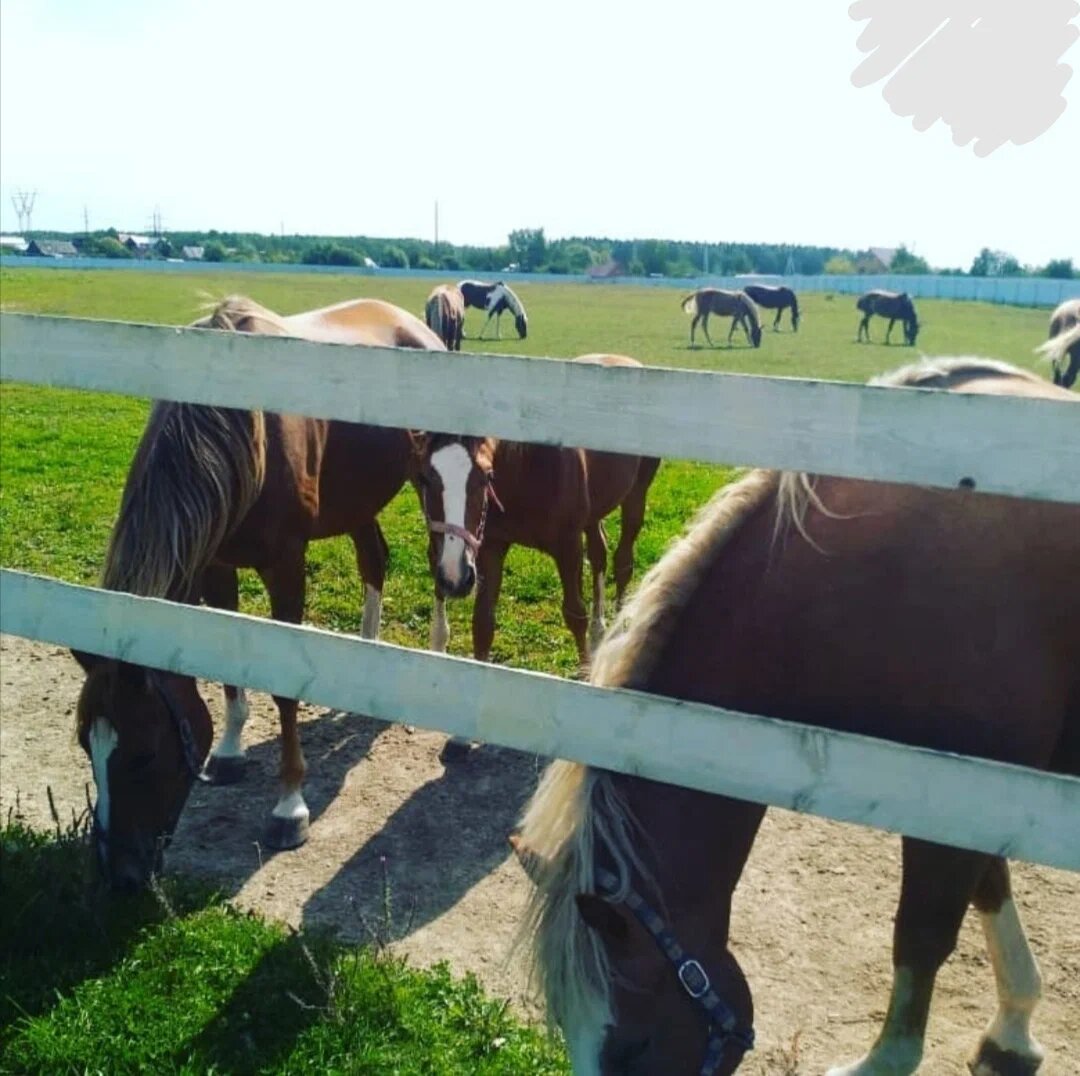 Конюшня "Золотая грива" (Обнинск)