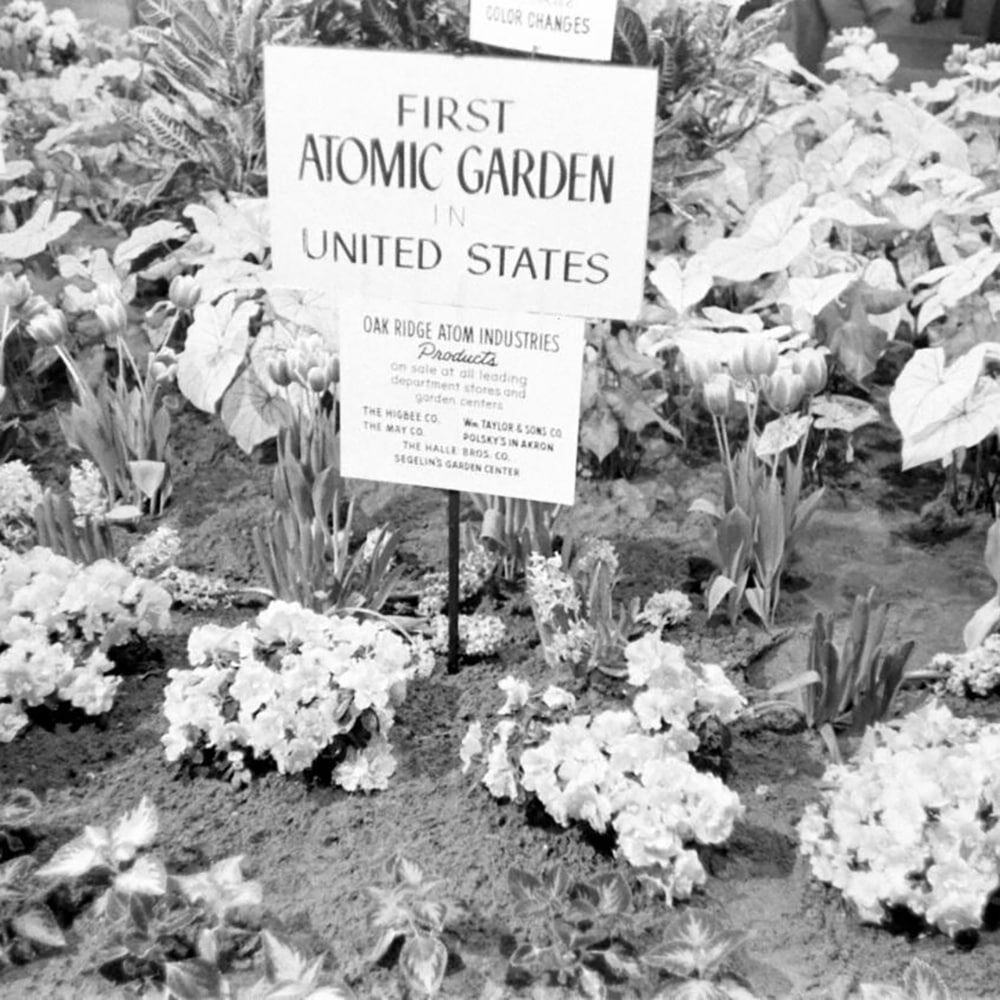 Выставочный стенд "Первого атомного сада" в США. Экспериментальные растения, выращенные из облучённых семян, демонстрировались публике как достижения будущего.