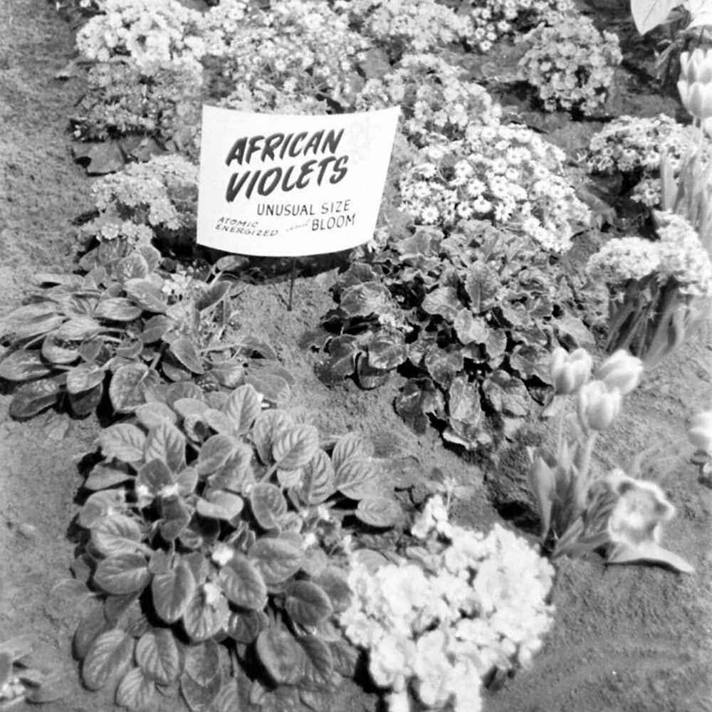 Африканские фиалки "атомной селекции". На табличке подчёркивали: "необычный размер цветка, атомно активизированные". США, 1960-е.