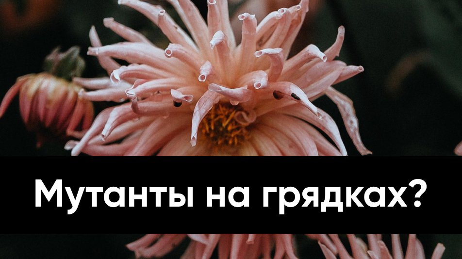 Источник: Издательство Wonderground. Георгин “Декоративные лучи” был впервые выведен в 1966 году из семян, облученных источником кобальта-60. Фотография Annie Spratt.