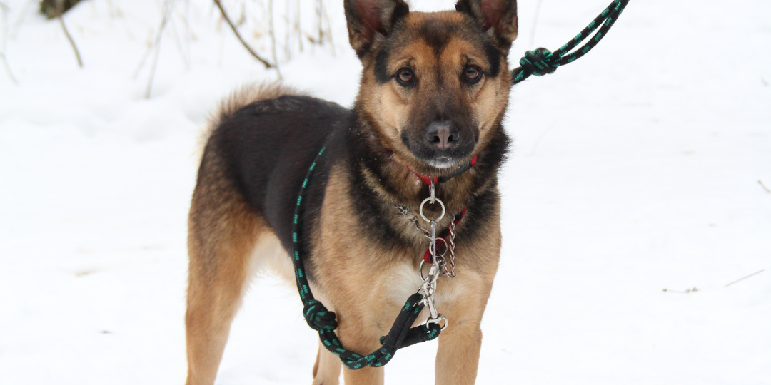 От чернильного язычка до любящих объятий: Мия и ее волшебные обнимания