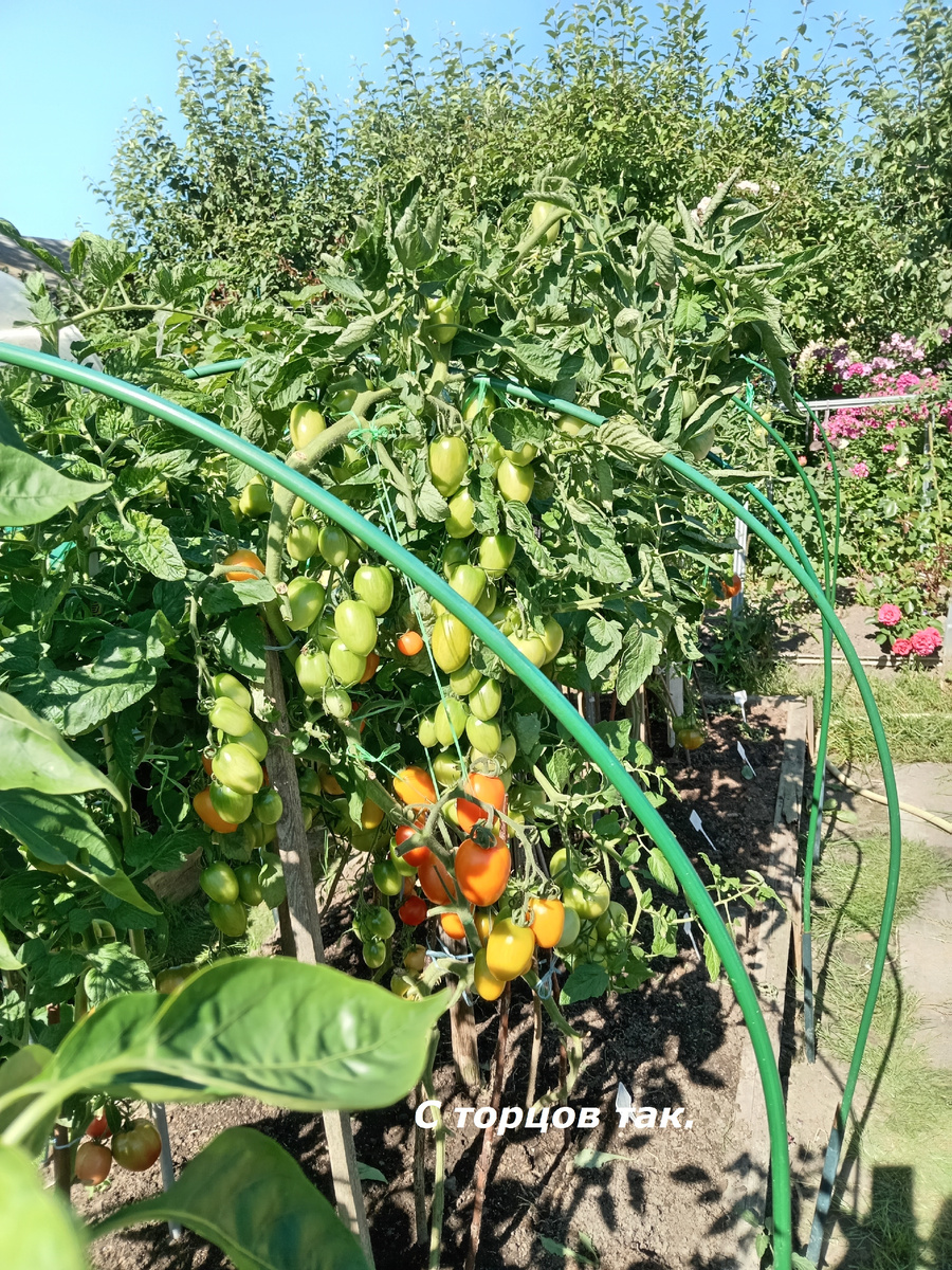 Томаты в ОГ с торца гряды. Занимают 2,5 м длины гряды. 14.08.25 года.
