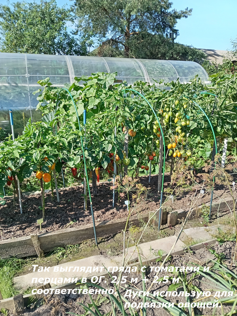 Гряда с томатами и перцами 5 метров. ОГ.