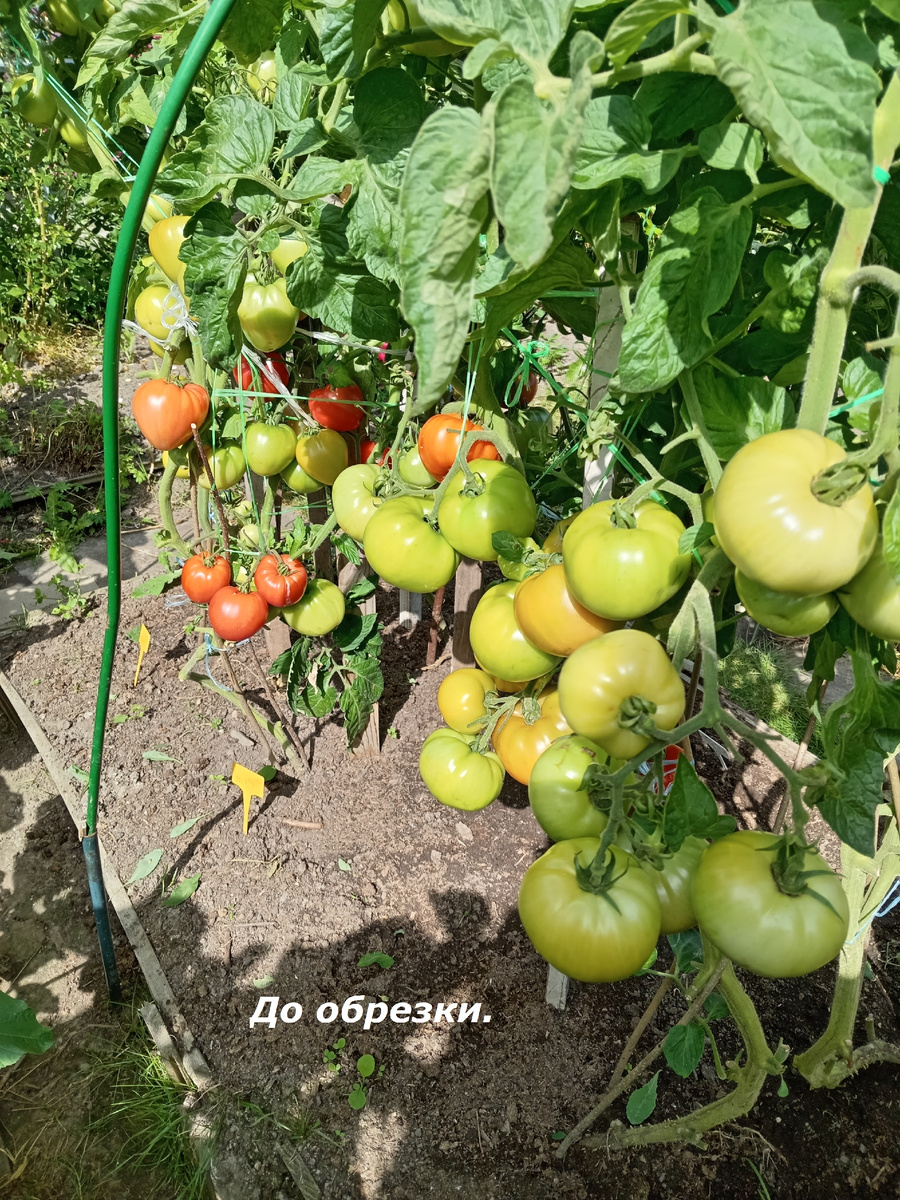 Гряда с томатами 2,5 м.