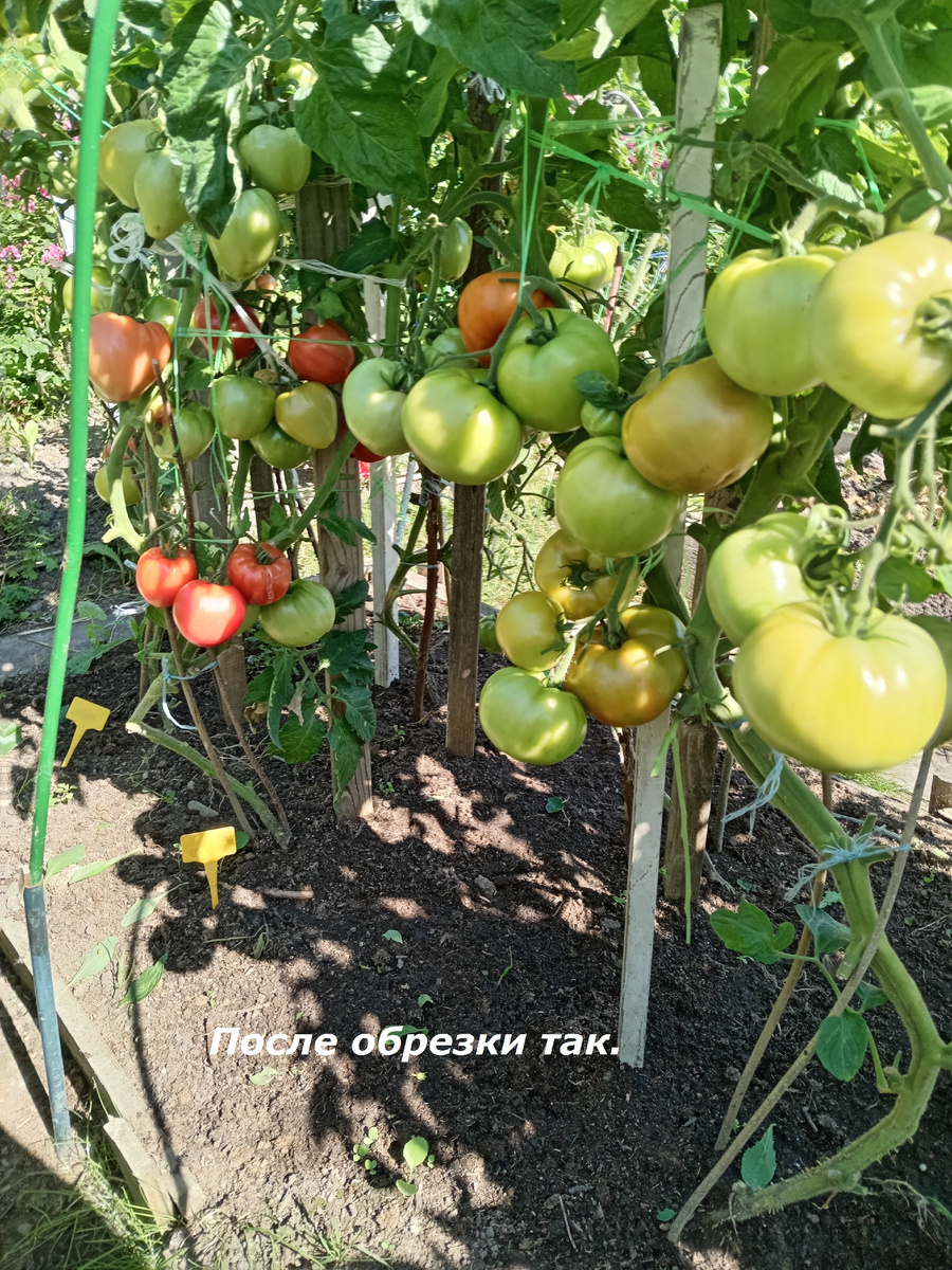 Сорта разные.