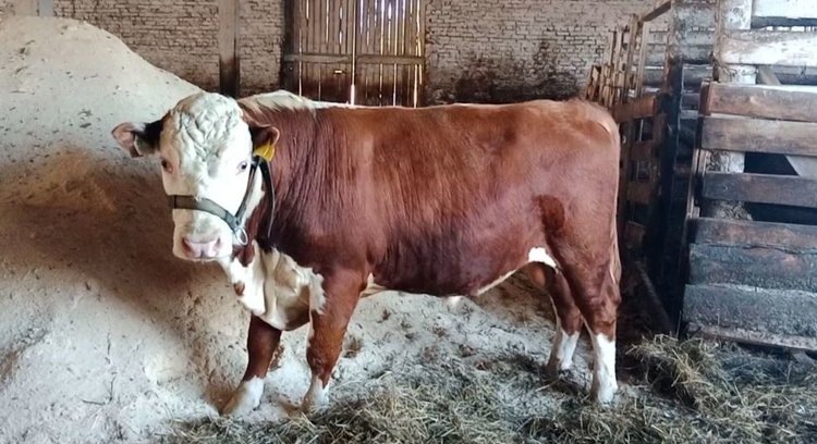    Фото: Министерство агропромышленного комплекса Пермского края