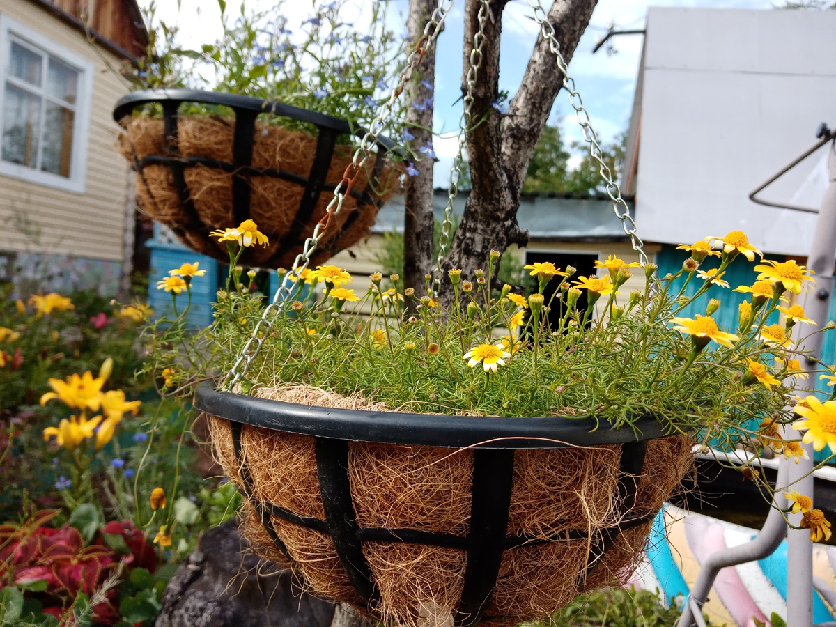 тимофилла в июле/фото автора 