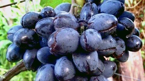 Лопнувший виноград